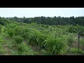 See the monestary garden growing thousands of pounds of food for DC families NBC4 Washington