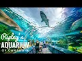 Ripley s Aquarium of Canada - 4K Toronto Ontario Ripley s Aquarium Full Tour