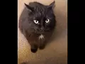 Download Lagu OMAE WA MOU SHINDEIRU