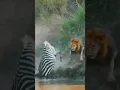 Lagu lions kill zebra