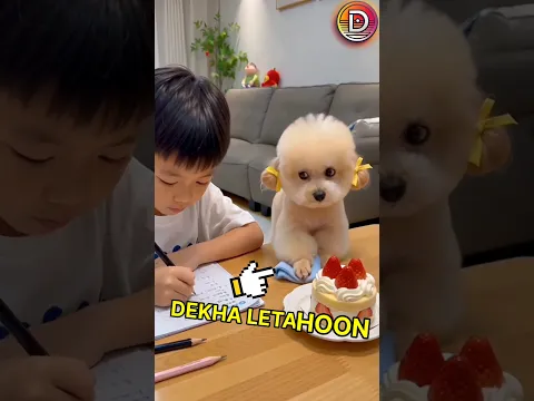This doggy was trying to steal the cake | But got caught 😳🫡 #respect #shorts #ytshorts #memes