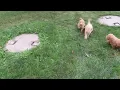 Mini Goldendoodle Puppies For Sale