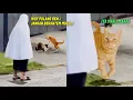 Lagu LUCU BANGET.!😂 Reaksi Kucing Oren Ketahuan Emak Lagi Berantem, Endingnya Bikin Ngakak ~ Kucing Lucu
