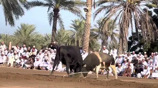 رباش الصفرجل 