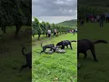 Download Lagu Dog fights with giant python, but people just stand and watch