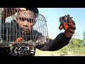 Download Lagu Memikat Burung Kecil Dapat Banyak - Cara Pikat Burung Kecil Paling Jitu