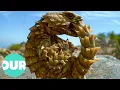 Download Lagu Discovering the Secret Lives of Extraordinary Reptiles | Our World