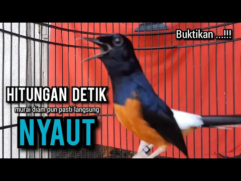 Download MP3 murai batu gacor AMPUH buat PANCINGAN murai batu agar bunyi JADIKAN burung murai gacor EMOSI NYAUT