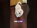 Download Lagu I’m not your type what is your type then UGLY!!! #cutedog #lovemypet #shortbeta #shorts