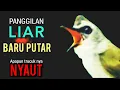 Lagu PERANGSANG TRUCUK MACET AGAR IKUT BUNYI IKUT NGAMUK NGROPEL DENGAR SUARA TRUCUK GACOR NGALAS INI ‼️