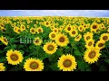 Gonna Be Alright - Matt Maher | Lyric Video
