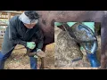 Download Lagu The cow's hoof was trimmed because she would not put her left leg on the ground.