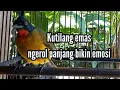 Kutilang emas cocok untuk masteran dan pikatan burung lainnya