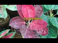 Common to Top Rare Aglaonema Plants