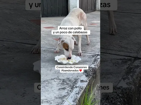 Si lo reconoces manda un mensaje. Gracias por ayudarnos a encontrar su hogar