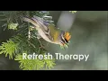 Download Lagu MASTERING BURUNG REFRESH TERAPI UNTUK BURUNG MACET STRESS DLL