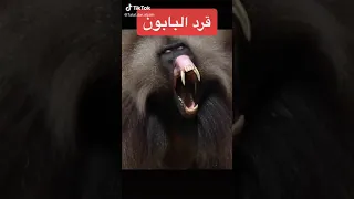 شاهد قرد البابون 