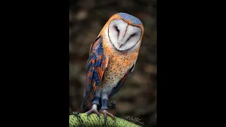 Owl Wallpapers