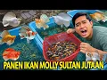 PANEN IKAN MOLLY SULTAN PILIHAN HARGANYA JUTAAN RUPIAH! GILA BANGET UDAH SESERIUS INI TERNAIK MOLLY!