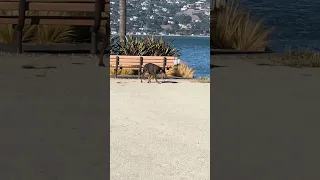 .. #fyp #dream #youtube #pets #doberman