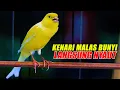Download Lagu PANCINGAN KENARI GACOR PANJANG, AMPUH NAIKKAN EMOSI KENARI MALAS BUNYI LANGSUNG NYAUT