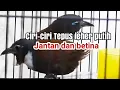 Tips membedakan burung tepus leher putih jantan atau betina