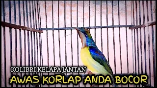 kolibri kelapa jantan pancingan korlap gacor untuk menaikan suara korlap anda agar gacor setiap saat