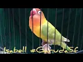 Download Lagu Isabel Lovebird Fighter Real 2menit up