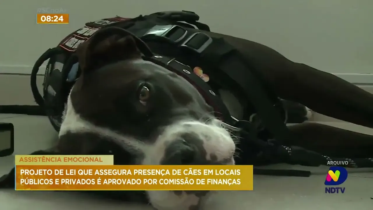 Comissão da Alesc aprova projeto de lei que assegura presença de cães em locais públicos e privados