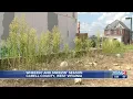 Ragweed season underway for allergy sufferers