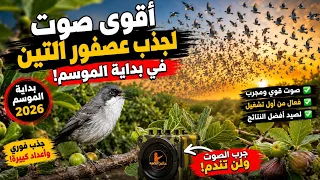 اقوى صوت لجذب عصفور التين من بداية الموسم    دندنها