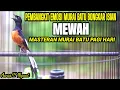 MASTERAN TERBAIK MURAI DI PAGI HARI FULL ISIAN PANJANG KENARI CILILIN PRENJAK BETINA CUCAK CUNGKOK