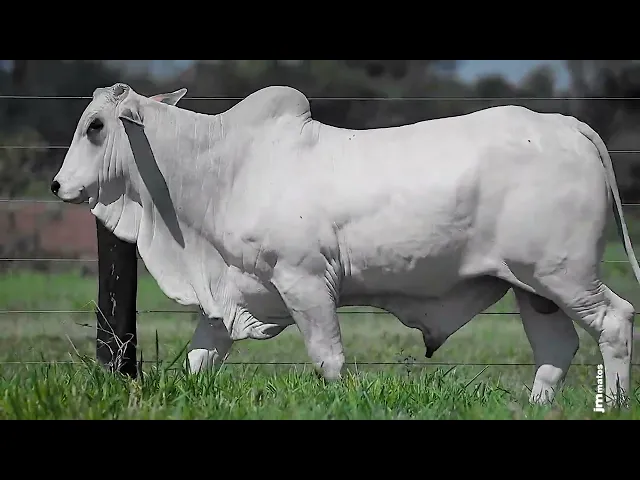 Garrote Nelore GLMP - 1793