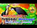 Download Lagu SUARA BURUNG RUAK RUAK TUNGGAL || JERNIH || BIRDTRAP