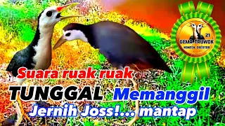 suara burung ruak ruak tunggal jernih birdtrap