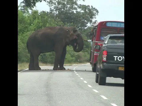Large elephant came onto the main road #elephant
