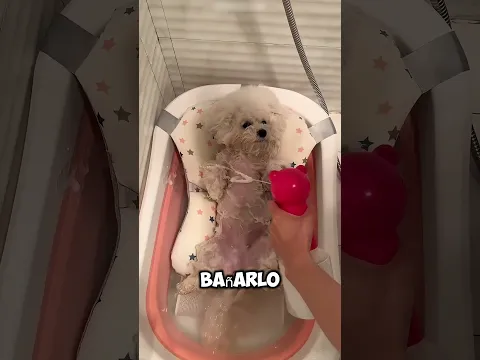 Este perrito se despertó y terminó en un spa 🐶🛁😂