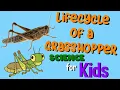 Lifecycle of a Grasshopper Science for Kids