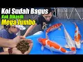 Download Lagu Ikan Koi Bagus Pakan juga Harus Bagus. Yang lain ketar-ketir Melihat Ini | Mega Jumbo