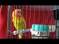 Download Lagu Lovebird yg lagi viral (gaya gigit ruji) // lovebird fighter// fighter durasi