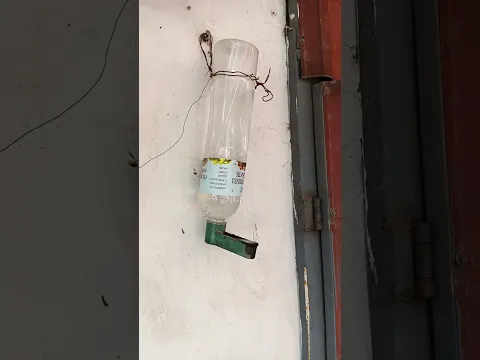Save Chittukuruvi