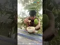 Download Lagu Random Banget! Awalnya Penuh Hikmat Makan Mangga di Atas Genteng, Berujung Hilang Dari Pandangan