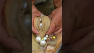 🙀 Girl finds mutant clam full of shiny pearls