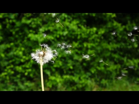 Download MP3 Dandelions in the Wind..... Slow Motion