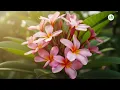 Chafa Frangipani Plant – All Varieties, Fragrance & Flowering Guide