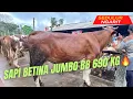 Download Lagu ‼️SAPI BETINA JUMBO BB 690 KG‼️ PASAR MUNTILAN🔥