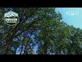 Fighting Sudden Oak Death Oregon s struggle to contain the threat Oregon Field Guide Archives