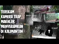 Lagu Penampakan Makhluk Seram Terekam Kamera Trap di Hutan Kalimantan