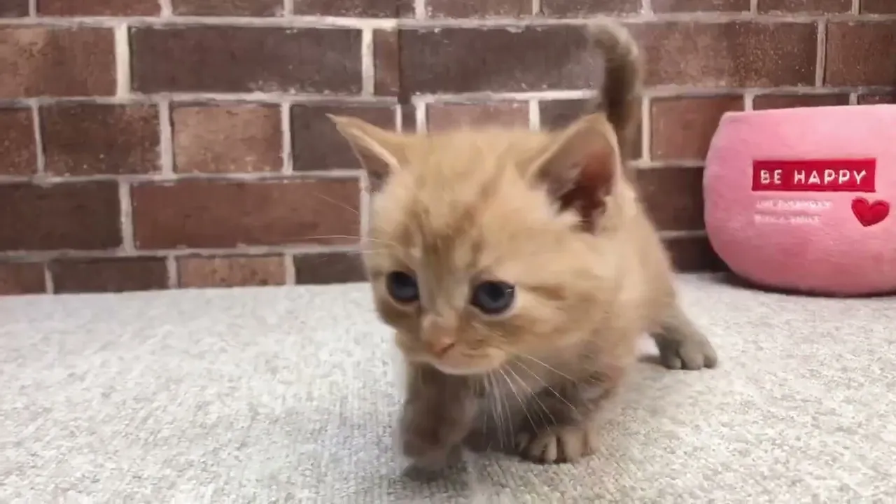 動画