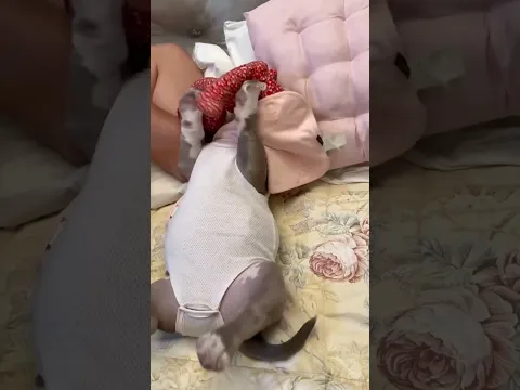 É pecado tratar o cachorro igual a bebê #dog #petsfofinhos #pets